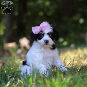 Winter, Cavapoo Puppy